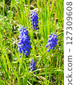 Muscari flowers 127309608