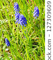 Muscari flowers 127309609