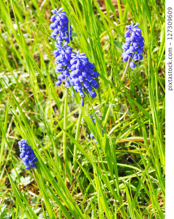 穆斯卡里花 穆斯卡里花 127309609