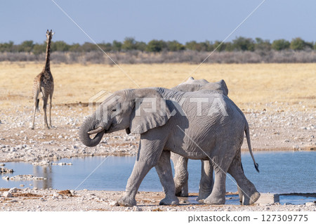 African Elephant drinking at a waterhole African Elephant drinking at a waterhole 127309775