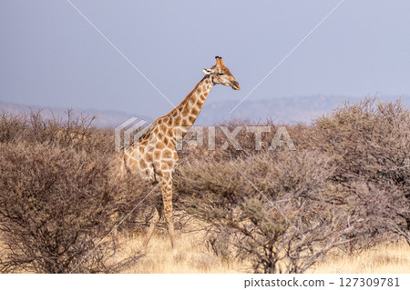 Giraffe in Etosha 127309781
