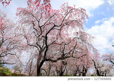 岩手縣水澤公園的櫻花 岩手縣水澤公園的櫻花 127309800
