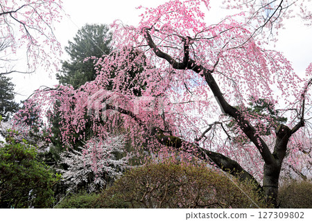 岩手縣水澤公園的櫻花 岩手縣水澤公園的櫻花 127309802