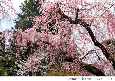 岩手縣水澤公園的櫻花 127309803