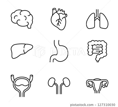 Simple internal organs icon illustration set vector 127310030