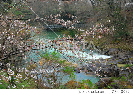 Cherry blossom scenery of Genbikei Gorge 127310032
