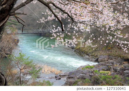 Cherry blossom scenery of Genbikei Gorge 127310041