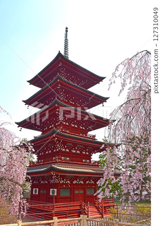 弘前櫻花:最勝院五重塔與垂枝櫻花 弘前櫻花:最勝院五重塔與垂枝櫻花 127310049