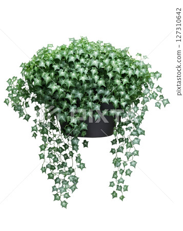 English Ivy (Hedera helix) Evergreen vine with small, lobed leaves, ivy is often used as a trailing or cascading plant. English Ivy (Hedera helix) Evergreen vine with small, lobed leaves, ivy is often used as a trailing or cascading plant. 127310642