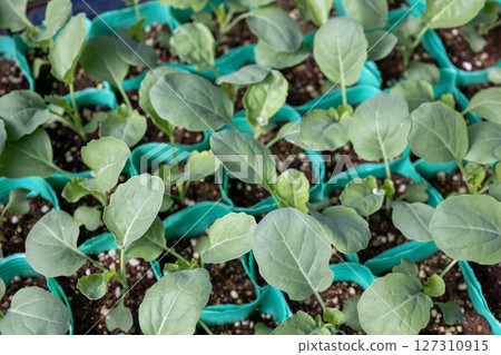 西蘭花幼苗 127310915