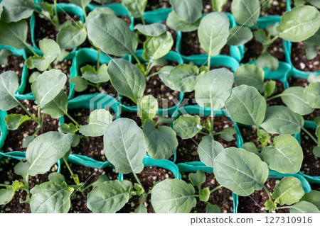 西蘭花幼苗 127310916