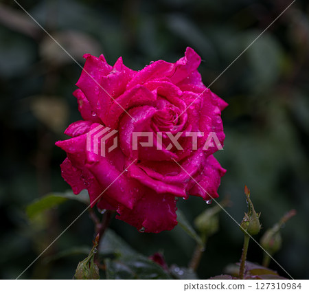 Roses blooming in the rainy season Roses blooming in the rainy season 127310984