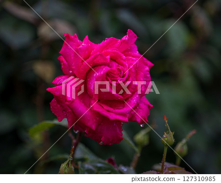 Roses blooming in the rainy season 127310985