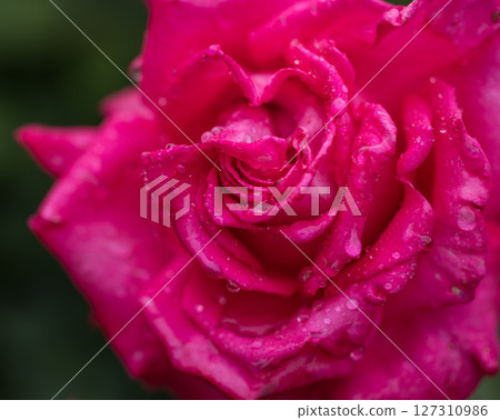 Roses blooming in the rainy season Roses blooming in the rainy season 127310986