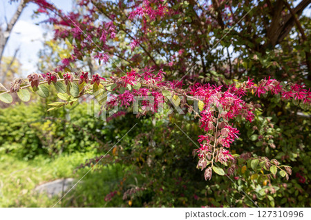 pink flower of witch hazel 127310996