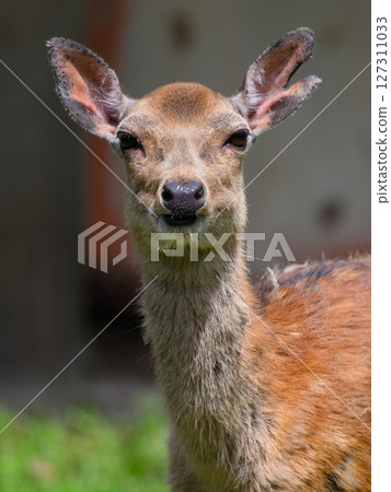 The gaze of a baby deer The gaze of a baby deer 127311033