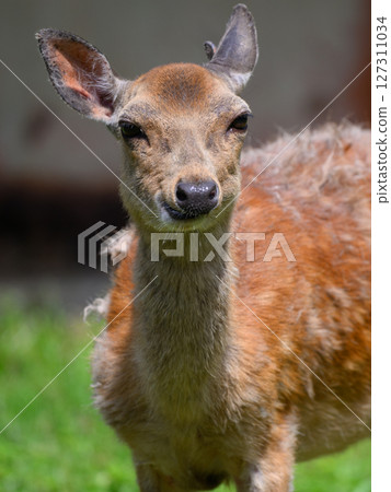 The gaze of a baby deer 127311034