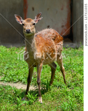 The gaze of a baby deer 127311035