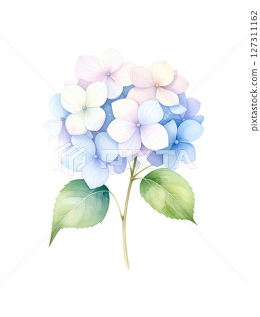 Hydrangea (transparent background) 127311162