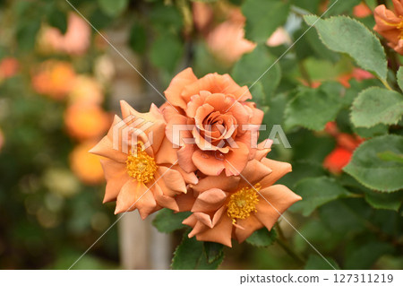 棕色橙色春玫瑰 127311219