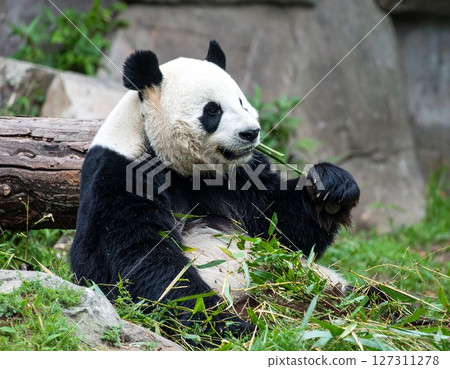 Panda 127311278