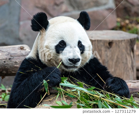 Panda Panda 127311279
