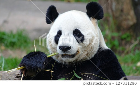 Panda Panda 127311280