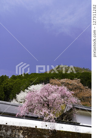 Red and white cherry blossoms in full bloom against the blue spring sky Red and white cherry blossoms in full bloom against the blue spring sky 127311282