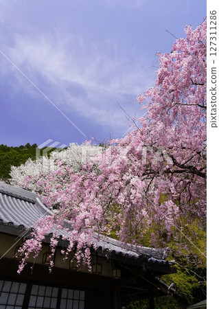 Red and white cherry blossoms in full bloom against the blue spring sky 127311286