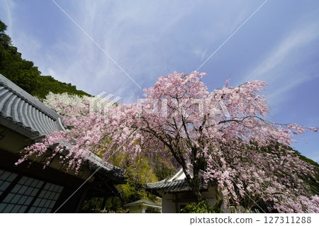 Red and white cherry blossoms in full bloom against the blue spring sky 127311288