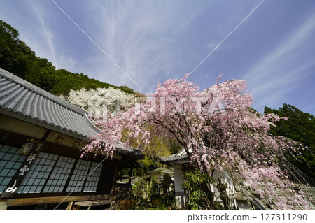 Red and white cherry blossoms in full bloom against the blue spring sky Red and white cherry blossoms in full bloom against the blue spring sky 127311290