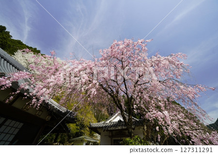 Red and white cherry blossoms in full bloom against the blue spring sky Red and white cherry blossoms in full bloom against the blue spring sky 127311291
