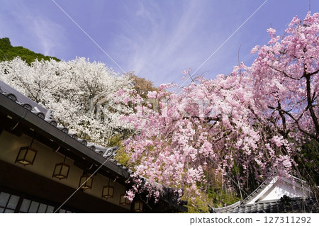 Red and white cherry blossoms in full bloom against the blue spring sky Red and white cherry blossoms in full bloom against the blue spring sky 127311292