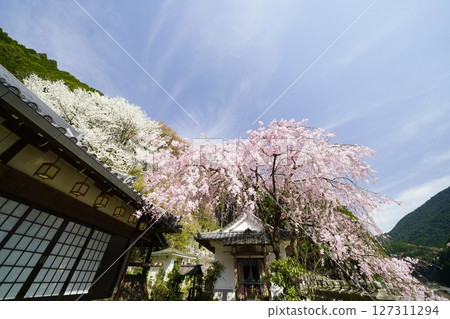 Red and white cherry blossoms in full bloom against the blue spring sky Red and white cherry blossoms in full bloom against the blue spring sky 127311294