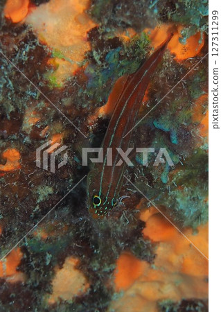 Underwater photo of a snake blenny mimicking a soft coral Underwater photo of a snake blenny mimicking a soft coral 127311299