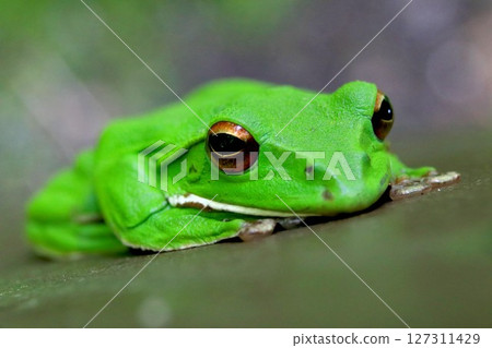 Moria gull frog 127311429