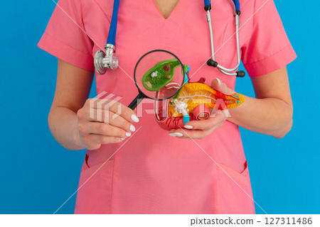 Treatment of gallbladder diseases and cholelithiasis. Doctor demonstrations gallbladder on anatomical medical model for analysing and treatment gallbladder disease 127311486