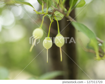 Egonoki's fruit Egonoki's fruit 127311720