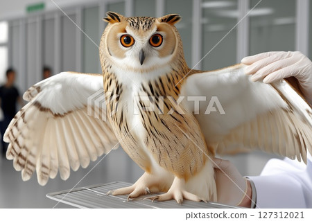 Owl being examined by veterinarian in modern veterinary clinic with clean environment Owl being examined by veterinarian in modern veterinary clinic with clean environment 127312021