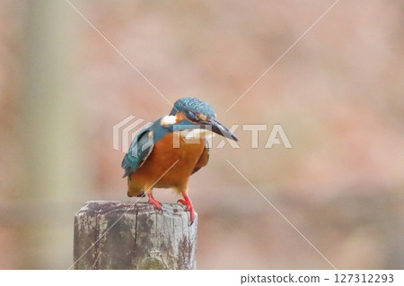 駝背翠鳥 駝背翠鳥 127312293