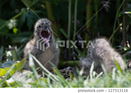 A black-tailed gull chick with its mouth wide open A black-tailed gull chick with its mouth wide open 127313116