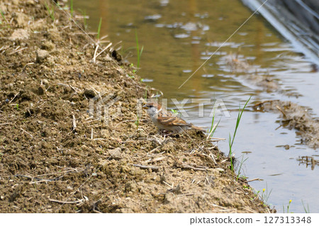 麻雀親子、幼鳥 127313348