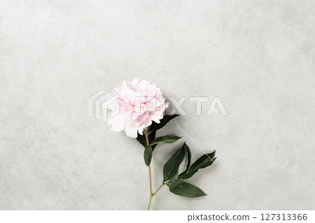 Single Pink Peony on Light Textured Background 127313366
