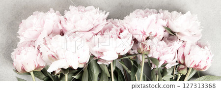 Soft Pink Peonies Border on Light Gray Background Soft Pink Peonies Border on Light Gray Background 127313368