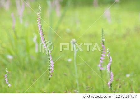 A field full of screw pine A field full of screw pine 127313417
