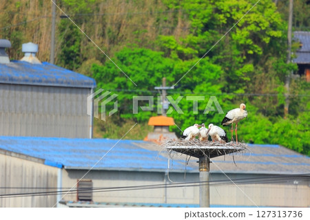 兵庫縣淡路市，一隻鸛在人工鳥巢塔上休息 127313736