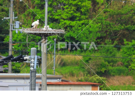 A stork resting on an artificial nest tower in Awaji City, Hyogo Prefecture A stork resting on an artificial nest tower in Awaji City, Hyogo Prefecture 127313753