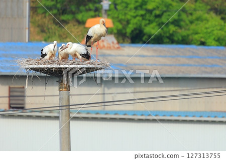 兵庫縣淡路市,一隻鸛在人工鳥巢塔上休息 兵庫縣淡路市,一隻鸛在人工鳥巢塔上休息 127313755