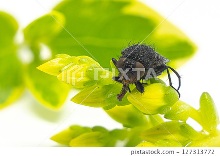 Fly macro on green leaf, insect drinks water 127313772
