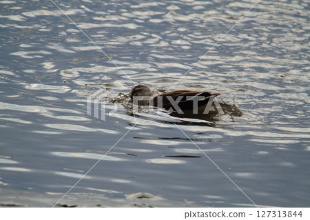 Arao City Port Wild Birds, Arao City Port Wild Birds, 127313844